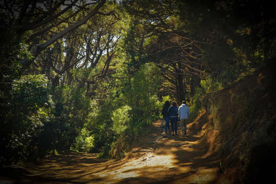 Wellington: Original LOTR Half-Day Experience with Weta - Guides make the difference
