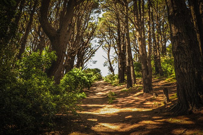 Wellington's Original HD LOTR Experience - includes Weta Tour - Mount Victoria Lookout: 15 minutes of wide views