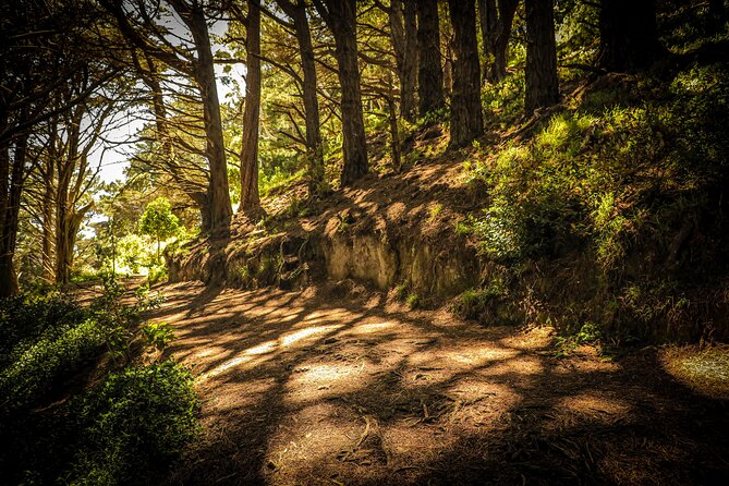 Wellington's Original HD LOTR Experience - includes Weta Tour - The Mount Victoria forest and the Outer Shire