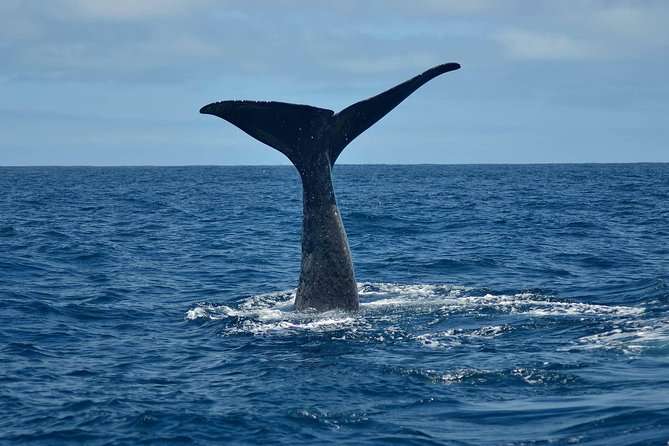 Whale Watching in Kaikoura by Boat - Key points at a glance