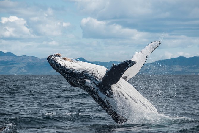 Whale Watching in Kaikoura by Boat - Why Kaikoura is such a good whale-watching base