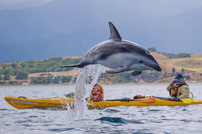Whale Watching in Kaikoura by Boat - Finding Kaikoura’s sperm whales