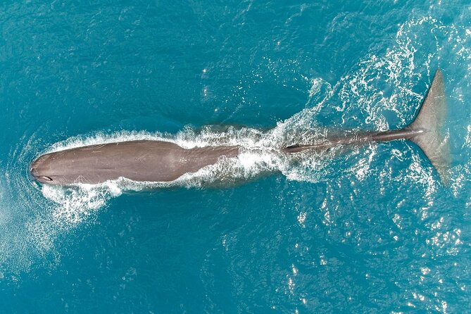 Whale Watching in Kaikoura by Boat - The commentary makes the trip more than a sighting