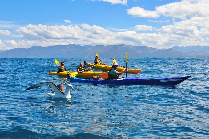 Wildlife Sea Kayaking Tour - Kaikoura - Key points to know before booking