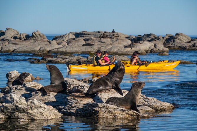 Wildlife Sea Kayaking Tour - Kaikoura - From 17 Killarney Street to the peninsula