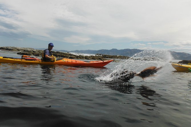 Wildlife Sea Kayaking Tour - Kaikoura - Stop 2: The Peninsula Seal Colony