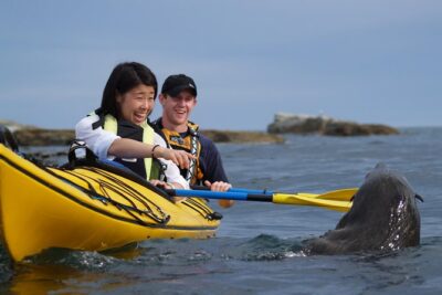 Wildlife Sea Kayaking Tour – Kaikoura