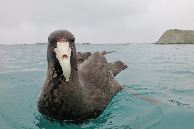Wildlife Sea Kayaking Tour - Kaikoura - Dolphins, penguins, whales, and seabirds