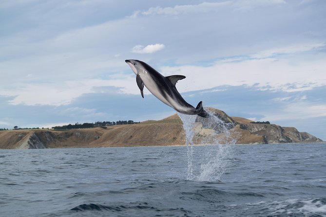Wildlife Sea Kayaking Tour - Kaikoura - What the paddling is really like