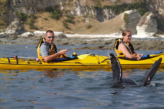 Wildlife Sea Kayaking Tour - Kaikoura - Guides, instruction, and group comfort