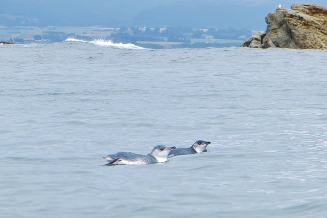 Wildlife Sea Kayaking Tour - Kaikoura - Clothing and packing advice