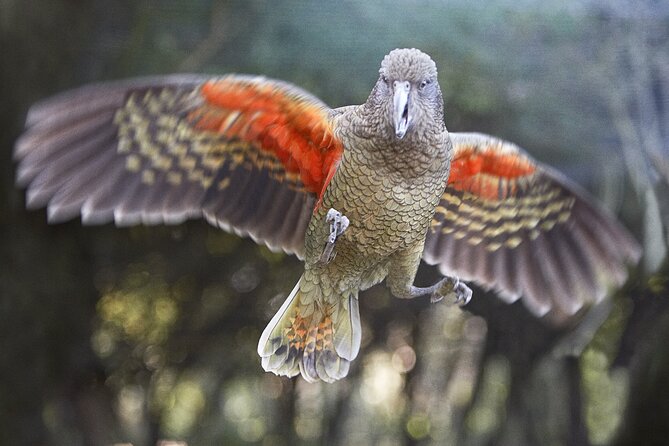 Willowbank Wildlife Reserve Day Entry - A walk through New Zealand wildlife, at your own pace