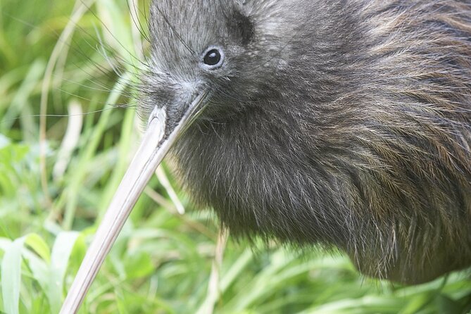 Willowbank Wildlife Reserve Day Entry - Food, play, and a useful break in the day
