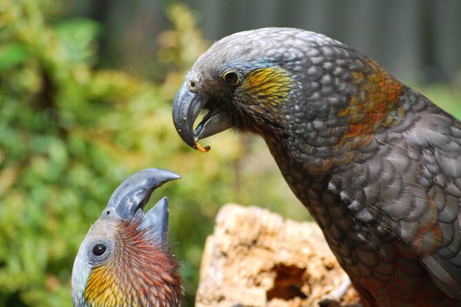 Willowbank Wildlife Reserve Day Entry - Is $22.65 good value?