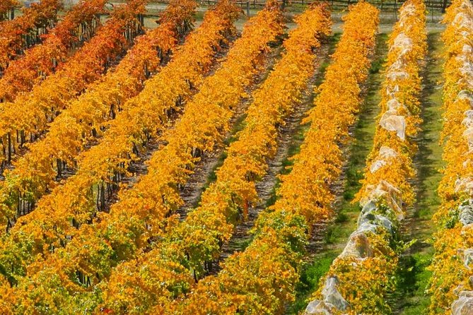Wine Tour with Wine Tasting from Wanaka - Why this four-and-a-half-hour tour works well