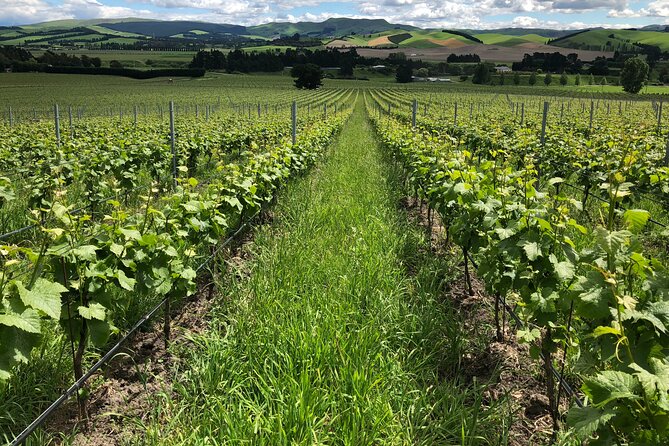 Wine trail and Christchurch City - Luxury, Small Group Tour - Christchurch After the Earthquakes