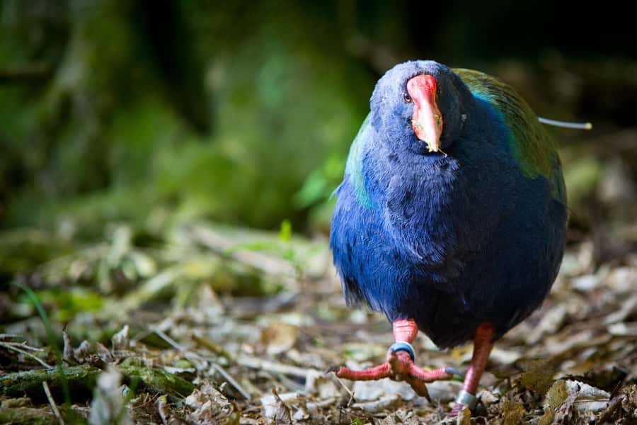 Zealandia by Day Tour - Is $41 good value for two hours?
