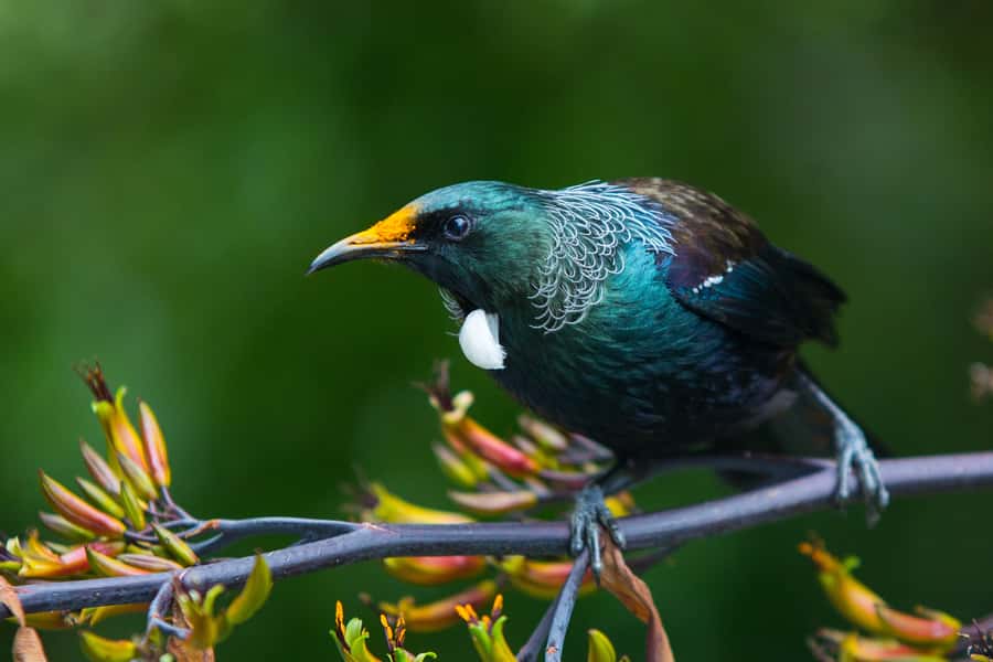 Zealandia by Day Tour - Why Zealandia feels different from an ordinary wildlife park