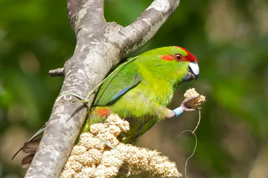 Zealandia by Day Tour - Walking the forest with a guide who knows where to look