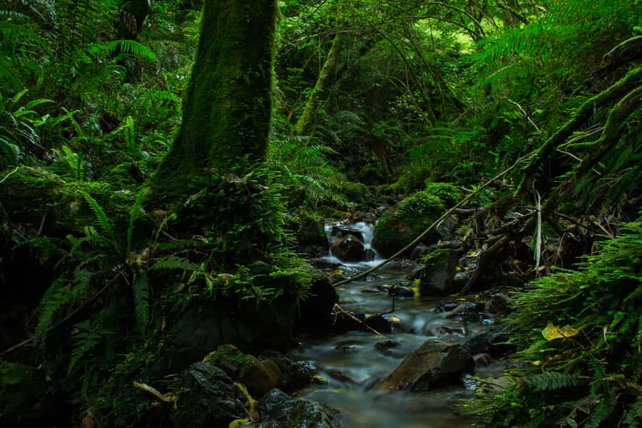 Zealandia by Day Tour - Tuatara sightings and the value of patience