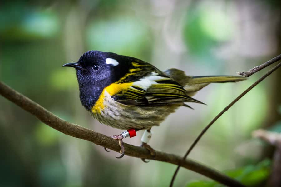 Zealandia by Day Tour - Getting there from Wellington CBD